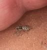Salticus sp.